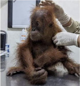 The Threat of Transnational Trade on Orangutans