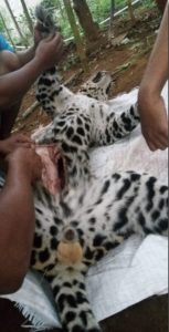 Monitoring Javan Leopard Poaching and Trade